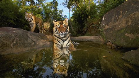 National Geographic Live On The Trail Of Big Cats With Wildlife