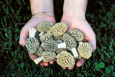 Showcasing The Dnr Mi Hunting For Michigan Morel Mushrooms