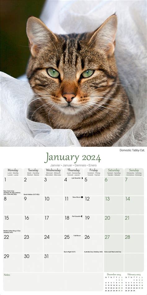 January 2024 Cat Calendar Toma Fanchette