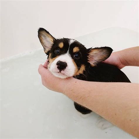 Here you will find our adorable corgi puppies. corgi puppy | Corgi dog, Corgi, Corgi dachshund