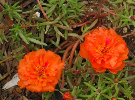 PlantFiles Pictures Moss Rose Rose Moss Sundial Orange Portulaca