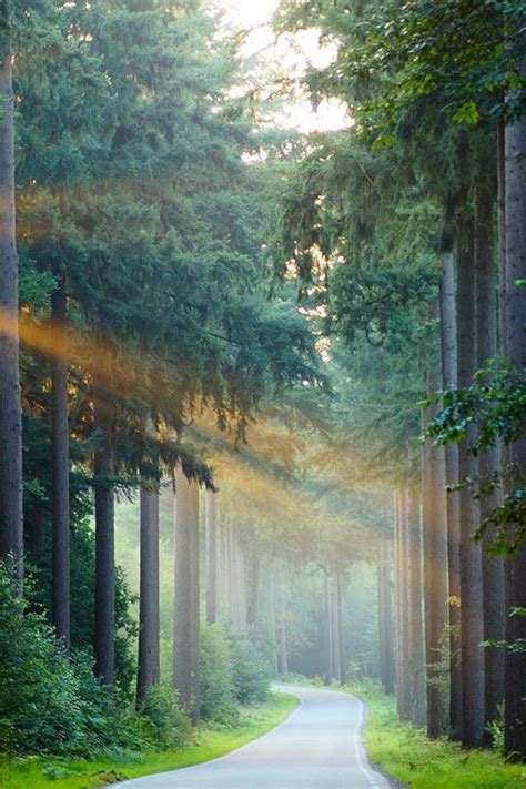 Road Forest Beams Beautiful Nature Scenes Morning Light Rebirth