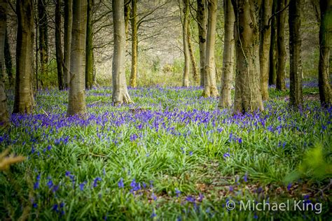 Dorset Bluebell Wood A Classic Bluebell Wood Photographed Flickr