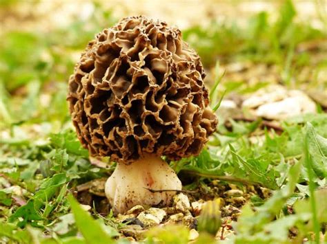 Why Are Wild Morel Mushrooms So Expensive? - Mushroom Huntress