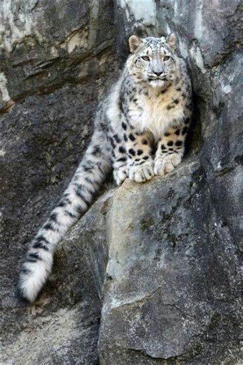 507 Best Images About Snow Leopards On Pinterest Mothers