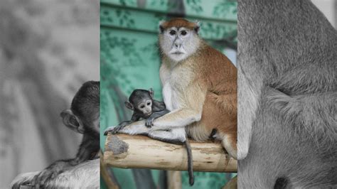 Vote To Name New Baby Patas Monkey At The Rosamond Ford Zoo Photo