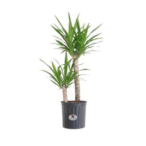 Avoid giving too much fertilizer because this can. United Nursery Dracaena Yucca Cane 2 Plants Per Pot Yucca ...