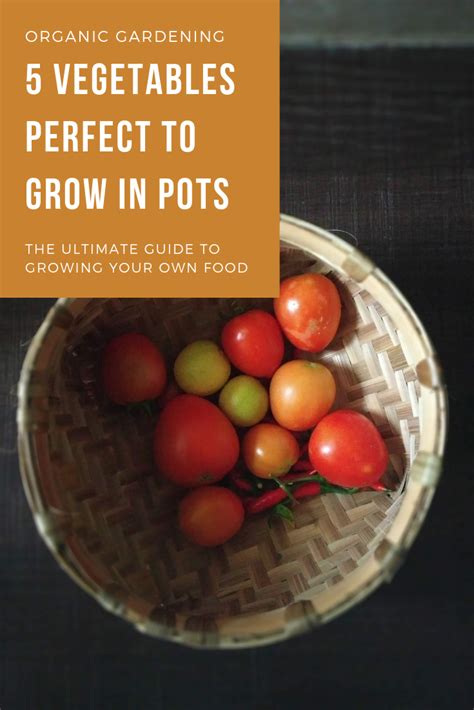 5 Super Easy Vegetables To Grow In Pots All Year Easy Vegetables To