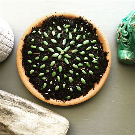 Propagating Donkey Tail Succulents Succulents Backyard Plants