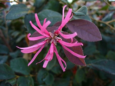 Grown by the player from purple leaf seeds by planting them in tilled soil or a planter and watering them. Upgrade your Landscape: New Plant Introductions