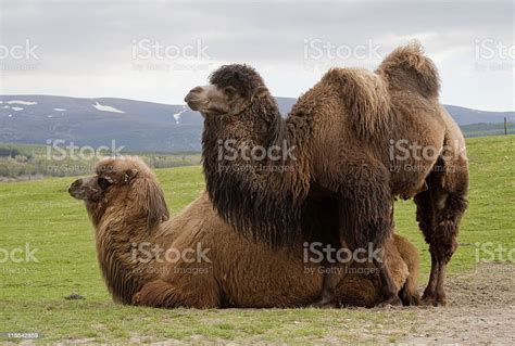 Pair Of Bactrian Camels Stock Photo - Download Image Now - Camel