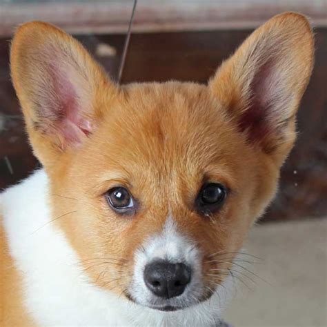 Welsh corgi puppies, corgi puppies. Corgi Puppy for Sale in Boca Raton, South Florida.