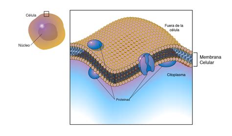 Partes De La Membrana Celular Para Dibujar Consejos Celulares