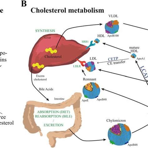 Lipoprotein Structure And Cholesterol Metabolism And Transport A