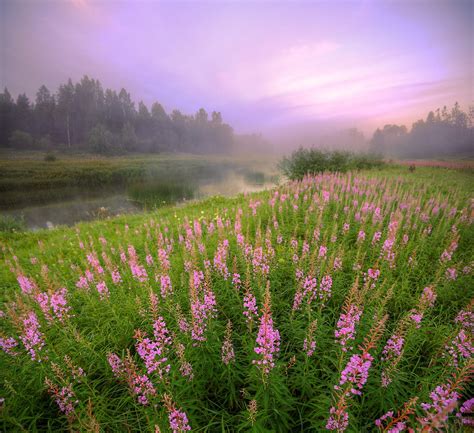 Blooming Fireweed In Leningrad Oblast Russia