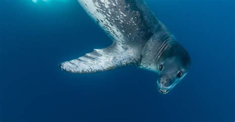 Wild Personalities Leopard Seal Lindblad Expeditions