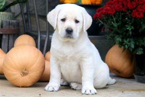 It shows us that you're serious and allows us to make plans for getting your mini golden retriever puppy to you. Labrador Retriever - English Cream Puppies For Sale ...