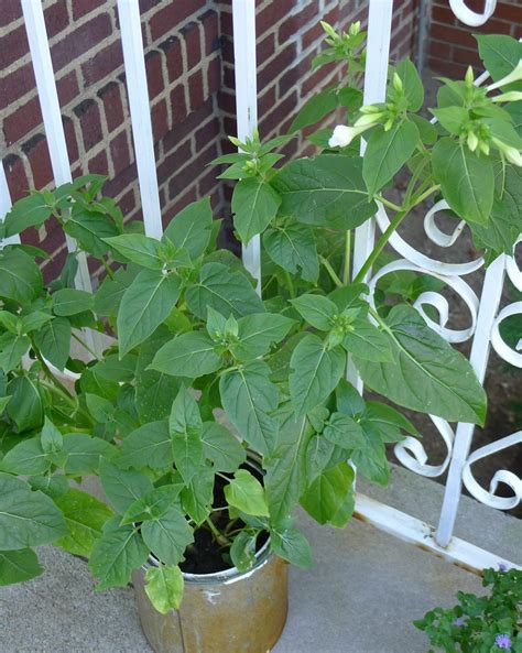 A curious aspect of this plant is that flowers of different colors can be found simultaneously on the same plant.additionally, an individual flower can be splashed with different colors. Etsy {NewYork} Street Team - Indie Artists, Artisans ...