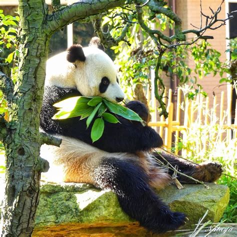 Very Cute Panda Eating Bamboo In The Zoo In Rhenen The Netherlands