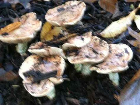 Identify These Mushrooms Michigan Sportsman Forum