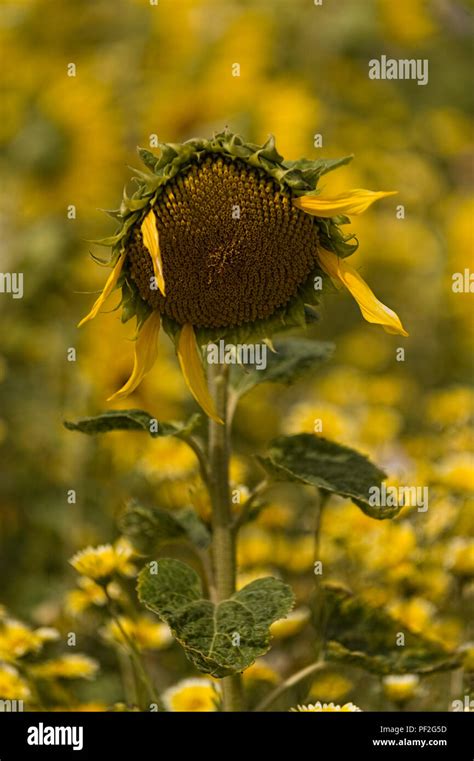 Sunflower Shedding Petals In A Sunflower Field Hertfordshire Uk Stock
