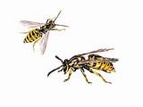 Images of Wasp Control