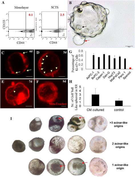Characterization Of Pdac Single Cell Derived Tumor Spheroids Scts A