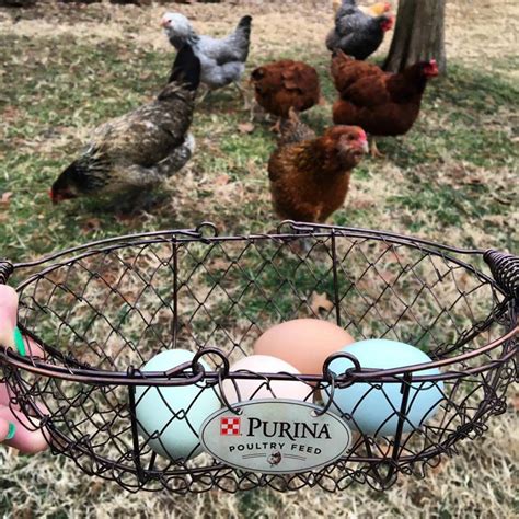 Anyone tending a backyard flock quickly learns that chickens can be. Tips for Collecting Chicken Eggs :: Ark Country Store