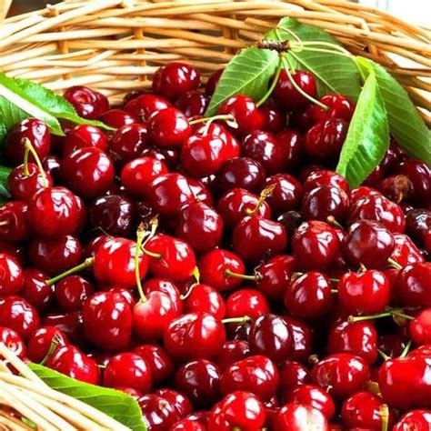 Jual Anja Benih Bibit Biji Buah Black Cherry Big Cherry Tree P4g Di
