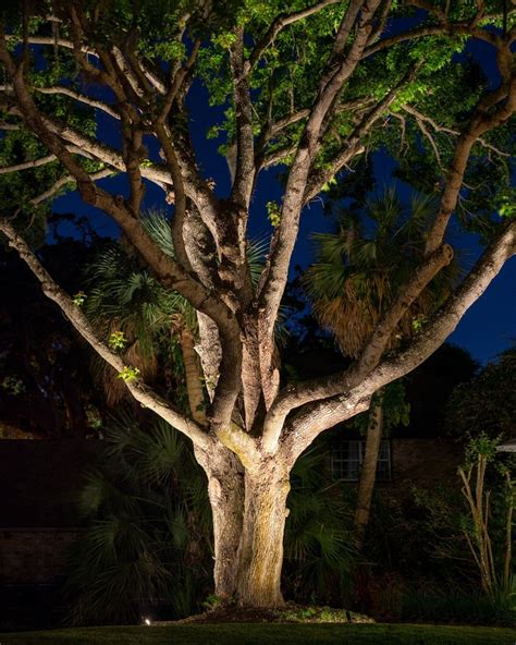 Landscape Lighting Accenting Trees — Limelight Outdoor Lighting