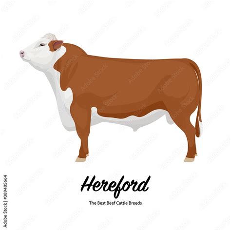 Hereford The Best Beef Cattle Breeds Farm Animals Vector