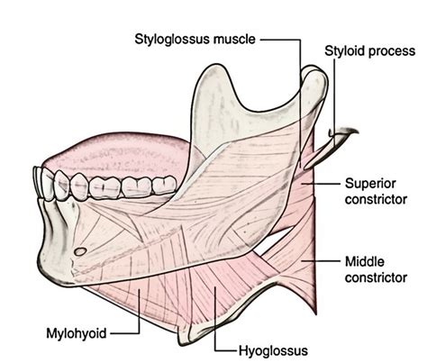 Albums 95 Pictures What Do The Geniohyoid Hyoglossus And Stylohyoid