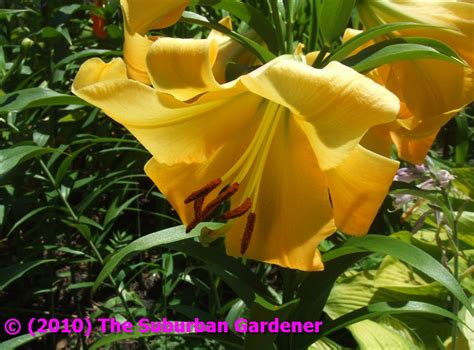 The Suburban Gardener Orienpet Lily Saltarello