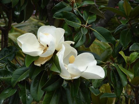 Wallpaper Southern Magnolia Flower Wallpapers