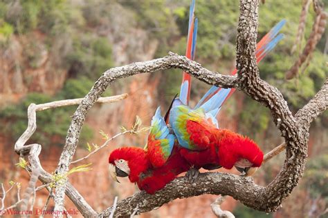 Green Winged Macaws Mating Photo Wp44448
