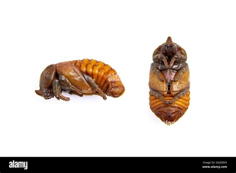 Indian Insect Pupa Hi Res Stock Photography And Images Alamy