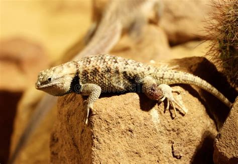 It can be found growing in desert biomes. 568 Sonoran Spiny Photos - Free & Royalty-Free Stock ...