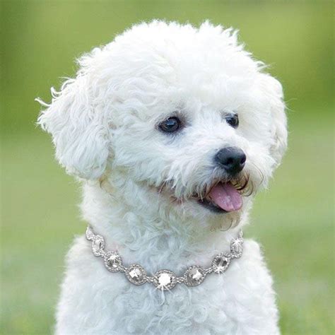 Rhinestone Perro Bling Joyería Collar Perla Diamante Mascota Perrito