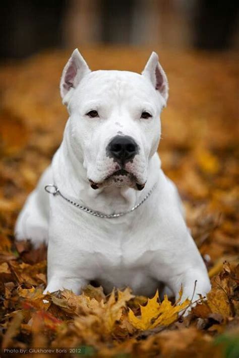 Dogo Argentino Ear Cropping Bulldog Lover