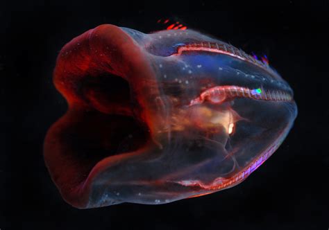 Multimedia Gallery This Deep Sea Ctenophore Or Comb Jelly Shows The