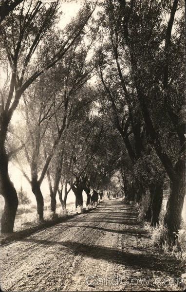 Tree Lined Dirt Road Philadelphia Pa Postcard