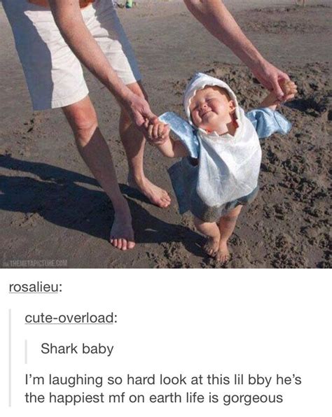 15 Adorable Sharks More Likely To Kill You Than A