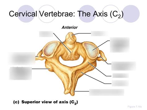 Axis C2 Cervical Spine Diagram Quizlet