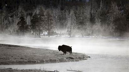 Bison Yellowstone Lonely Wyoming Wallpapers Buffalo American