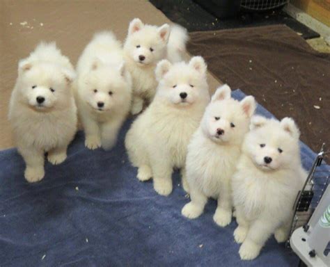 Samoyed Puppy Gang Baby Dogs Pet Dogs Dog Cat Pets Doggies Cute