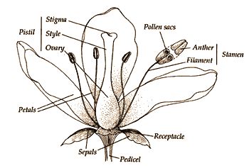 perfect flower diagram 2 - GAPP