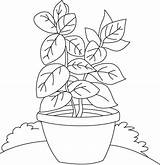 Basil Coloring Vase Plant Colouring Shrubs Drawing Herb Template Herbs Getdrawings Sketch Picolour sketch template