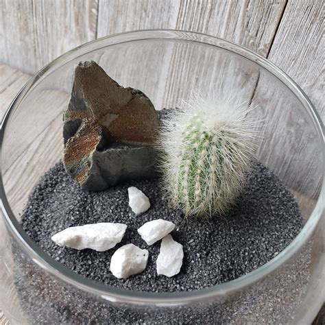 It doesn't really matter where the cactus grows up. DIY Cactus glass globe black - Planet Desert