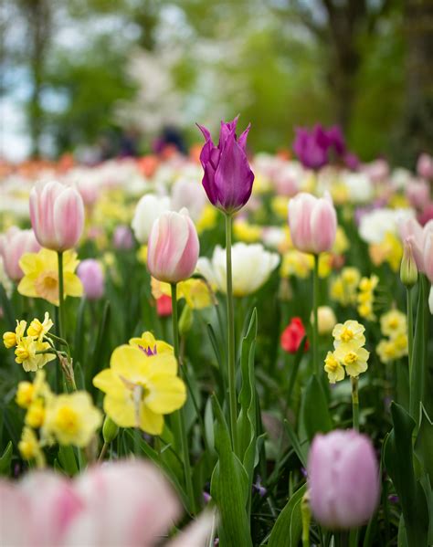 Gratis Afbeeldingen Mooie Bloemen Bloeiend Boeket Helder Felle