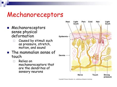 Ppt Sensory And Motor Mechanisms Powerpoint Presentation Free Download Id